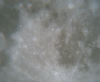 photol25_t1.png